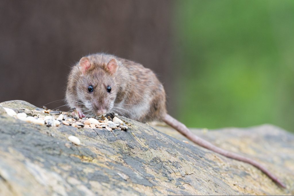 Brown rat pest control Newcastle