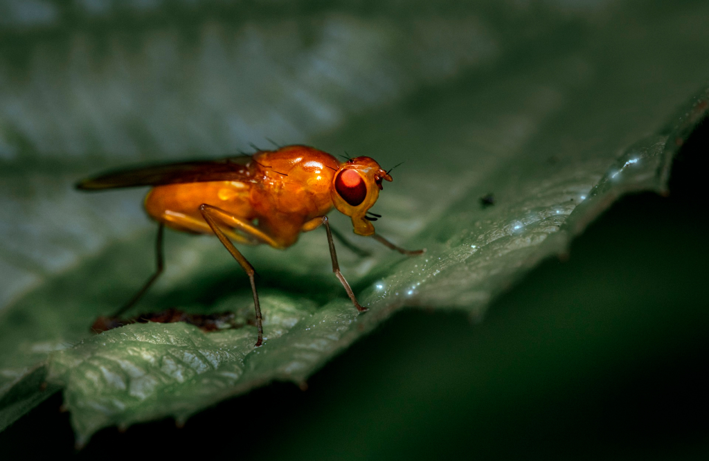 Fruit Fly Pest Control Newcastle - PEST-SHIELD