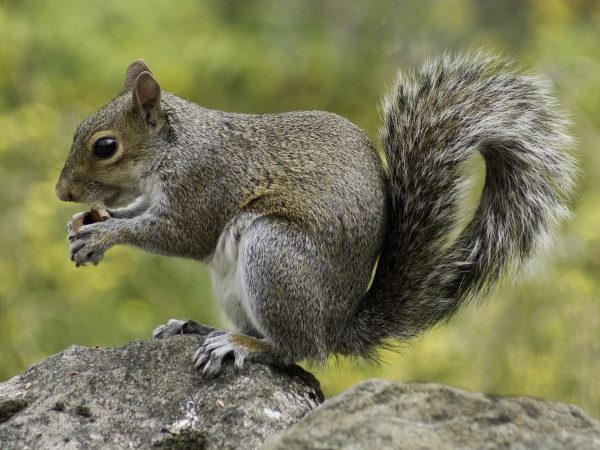 Newcastle squirrel pest control