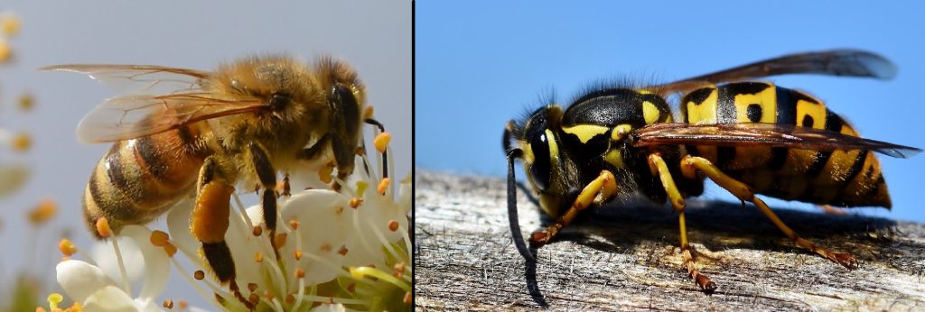 How to tell the difference between a wasp and a bee