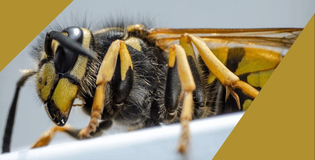 wasp nest removal in Newcastle and Sunderland