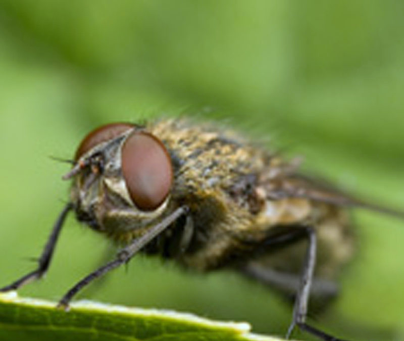 cluster flies pest control newcastle sunderland durham