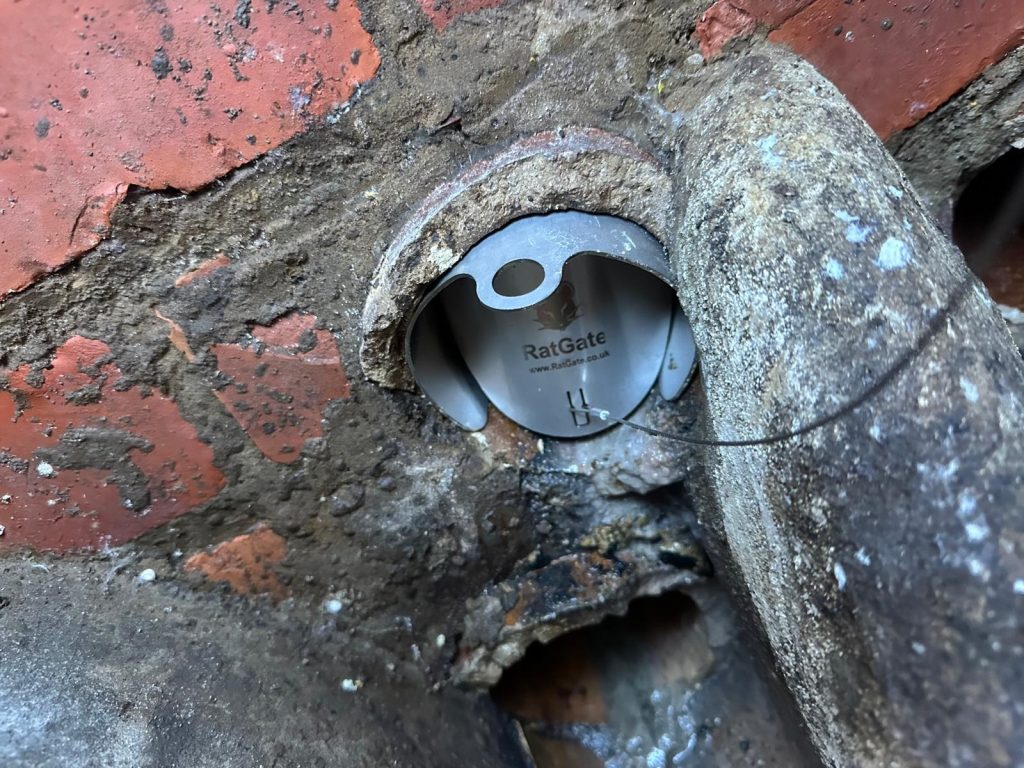 A stainless steel Rat Gate preventing rats accessing the property via the drains