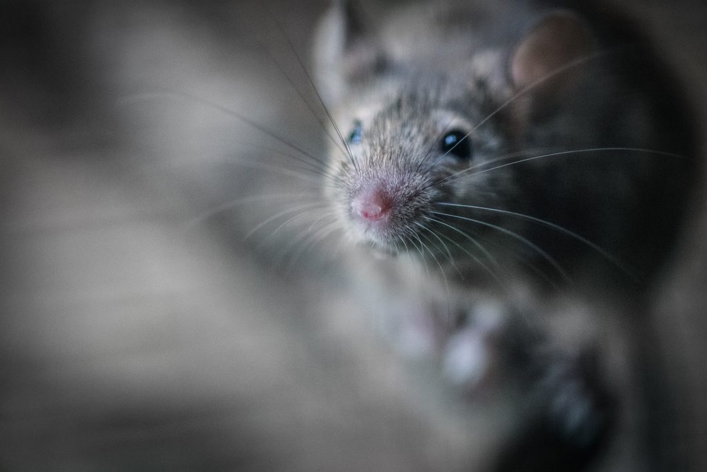 Pest Control Sunderland