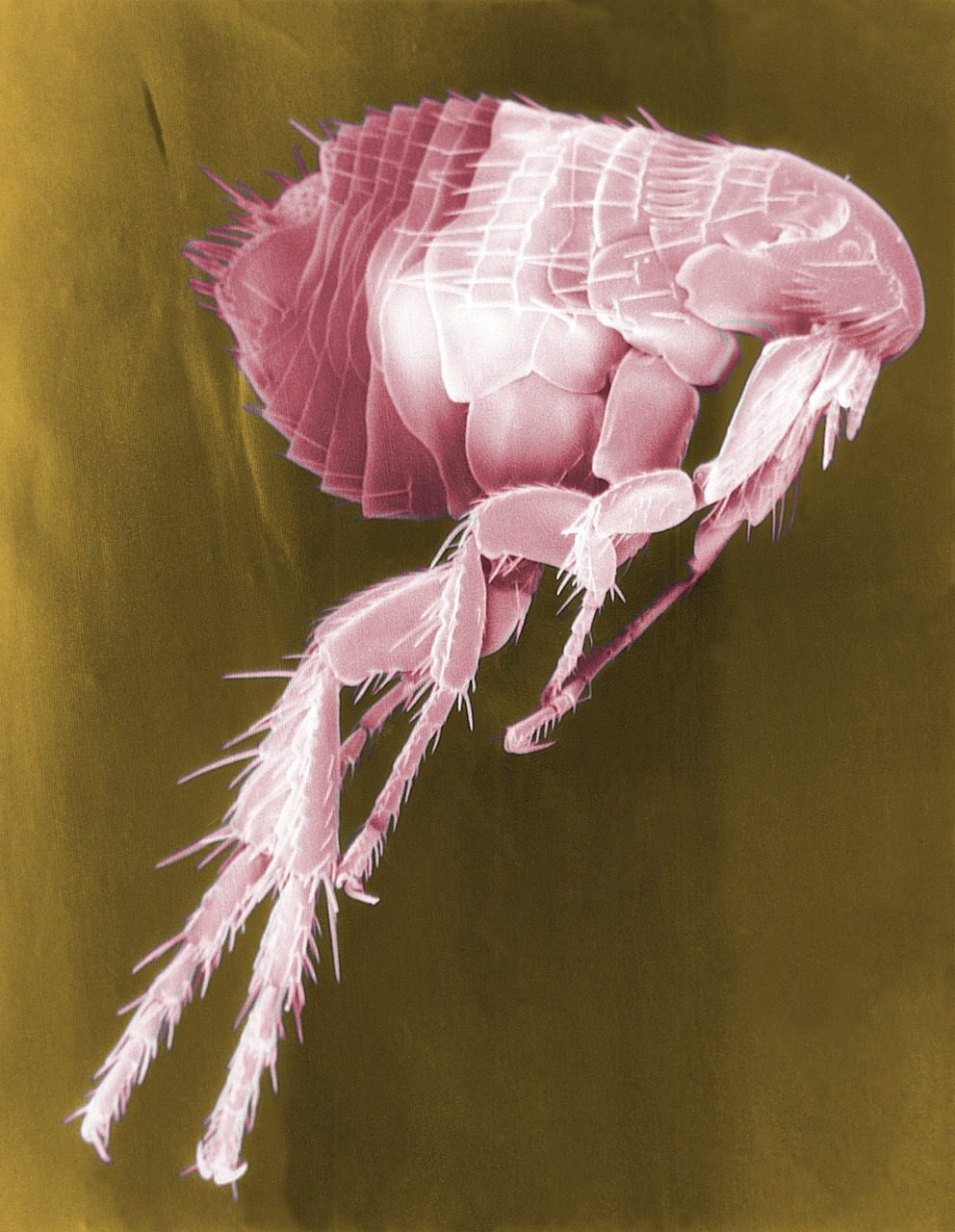 Flea pest control Newcastle Upon Tyne