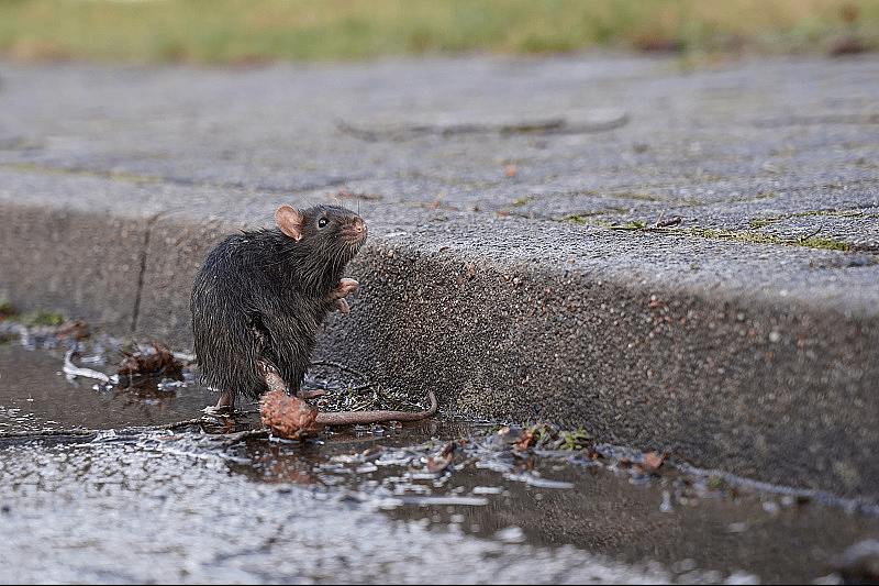 Rat pest control Newcastle upon Tyne