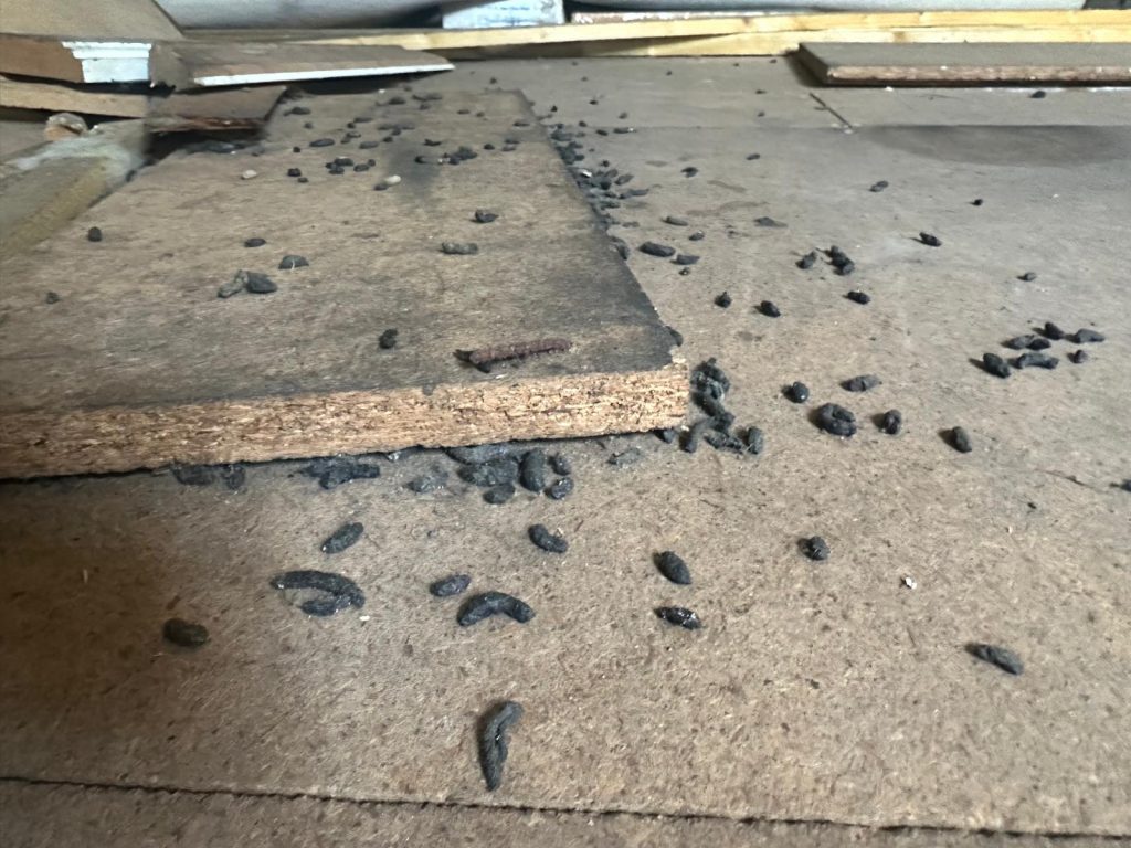 Scattered rat droppings on loft floor.