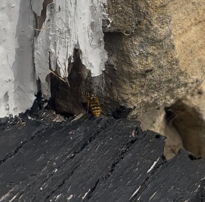 Wasp near damaged door frame