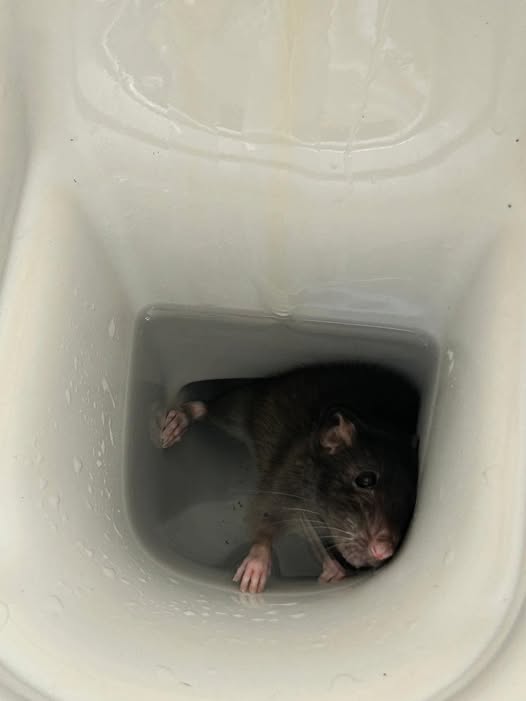 Rat in Toilet