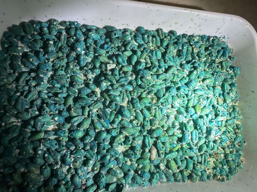 Historic rodent bait heavily infested with stored product beetles discovered during a kitchen pest inspection in North Shields NE29.