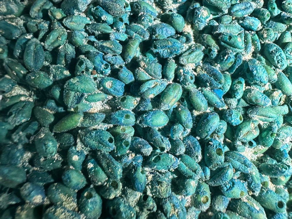 Close-up showing stored product beetle emergence holes in cereal-based rodent bait left beneath kitchen units in North Shields.