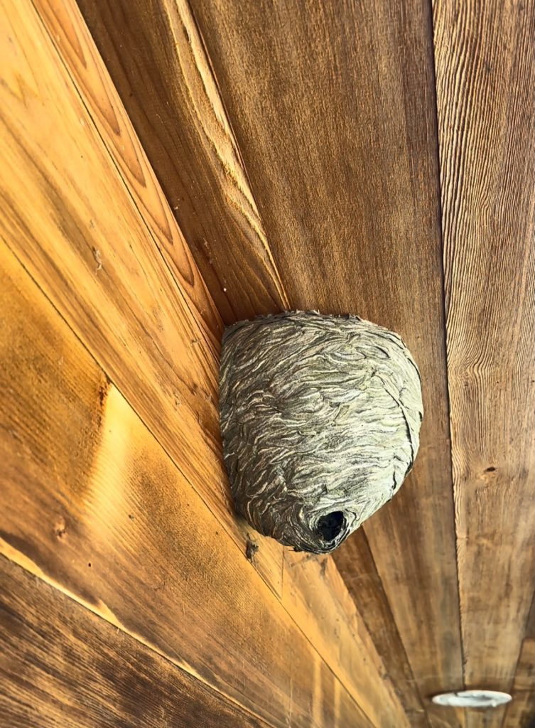 Large active wasp nest attached beneath the roof overhang of a public park café in Newcastle NE2.
