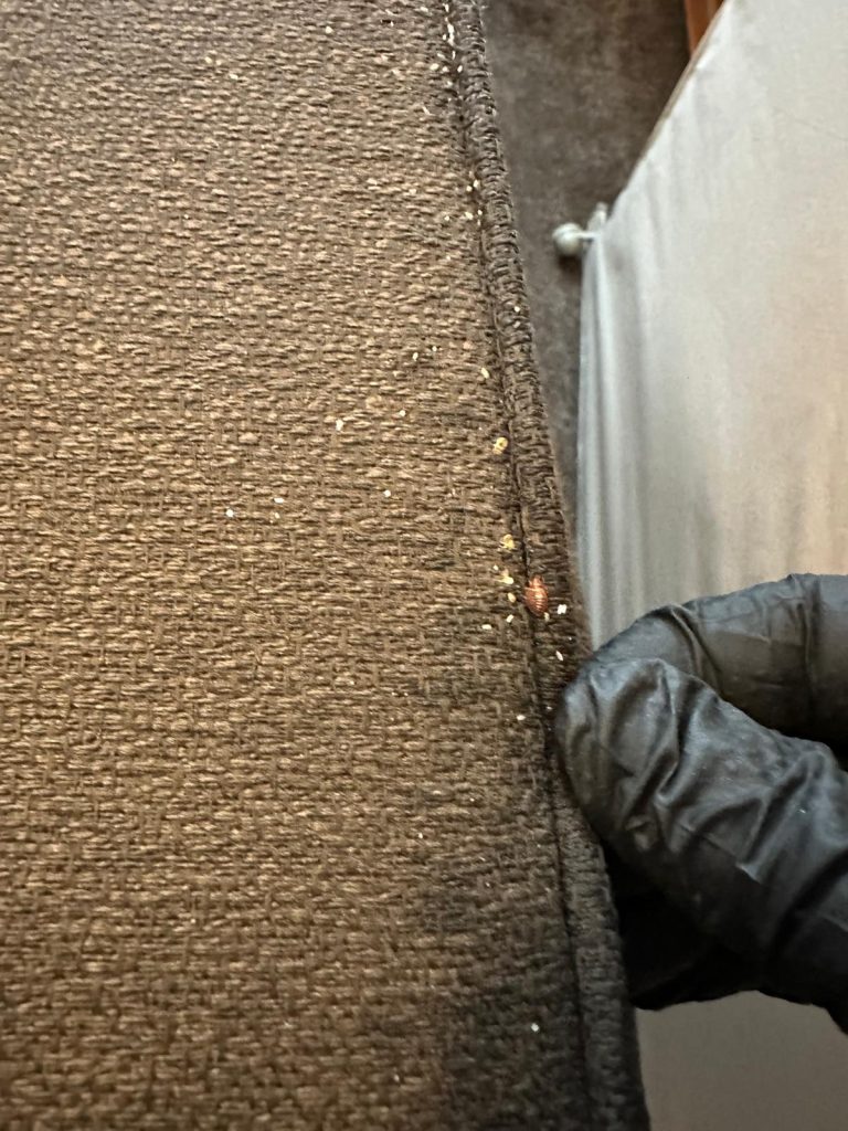 Adult bed bug, eggs and nymphs discovered within a divan bed base during a residential inspection in Newcastle NE4