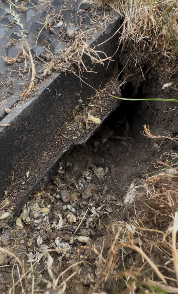 Underground wasp nest entrance discovered beside an inspection chamber during a residential inspection in Boldon NE35