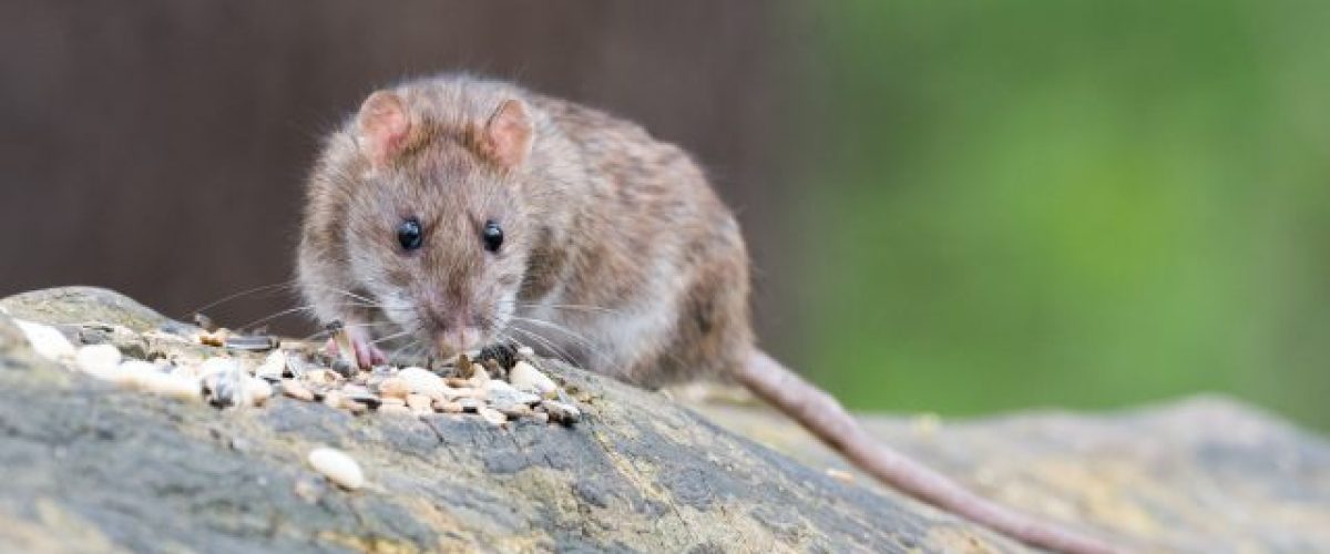 Brown rat pest control Newcastle