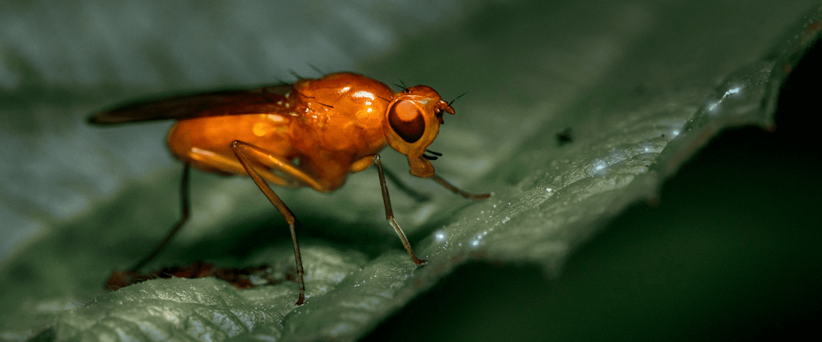 Fruit Fly Pest Control Newcastle - PEST-SHIELD
