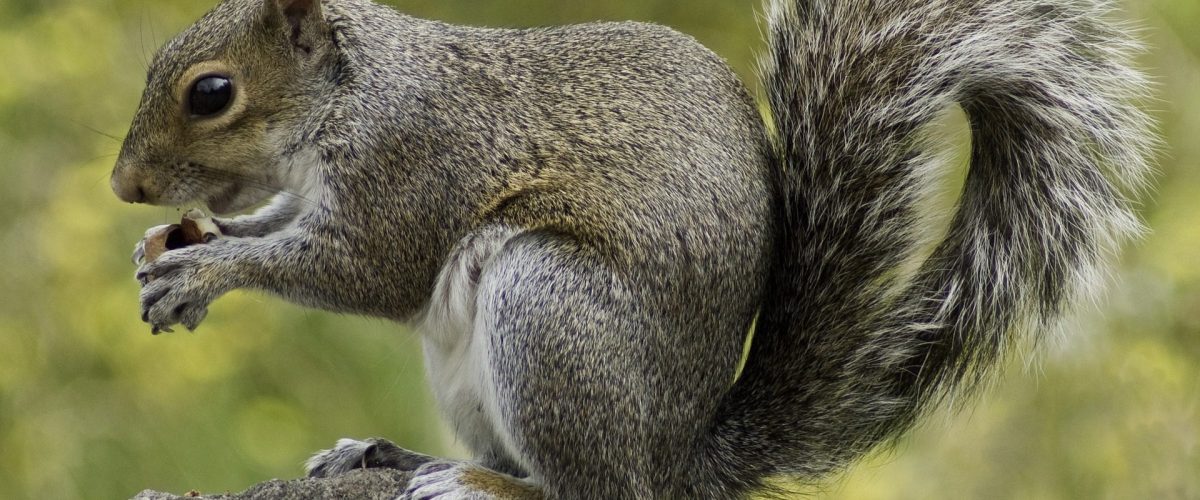 Newcastle squirrel pest control