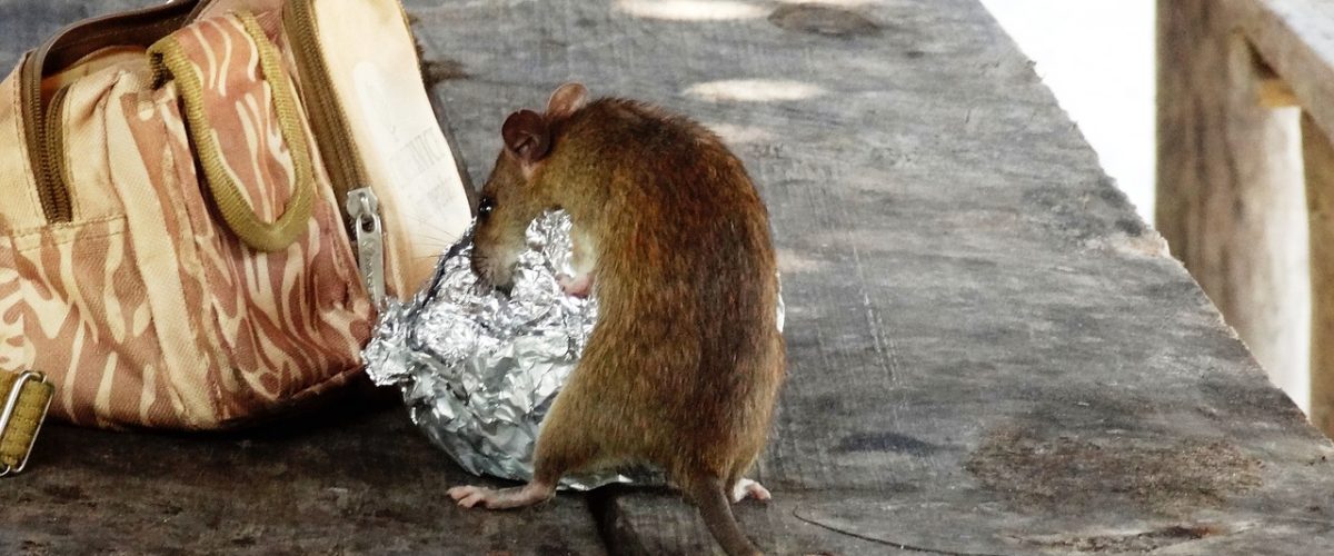 Rat Pest control Sunderland
