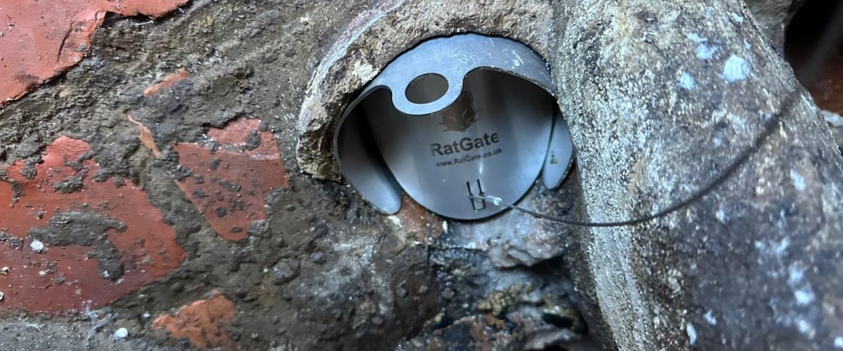 A stainless steel Rat Gate preventing rats accessing the property via the drains