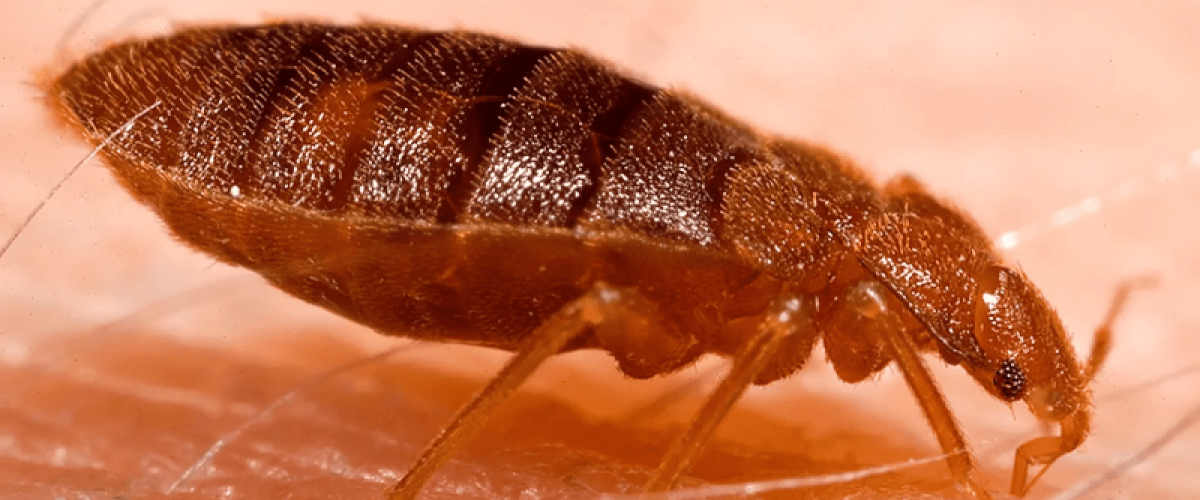 bed bug control Newcastle upon Tyne