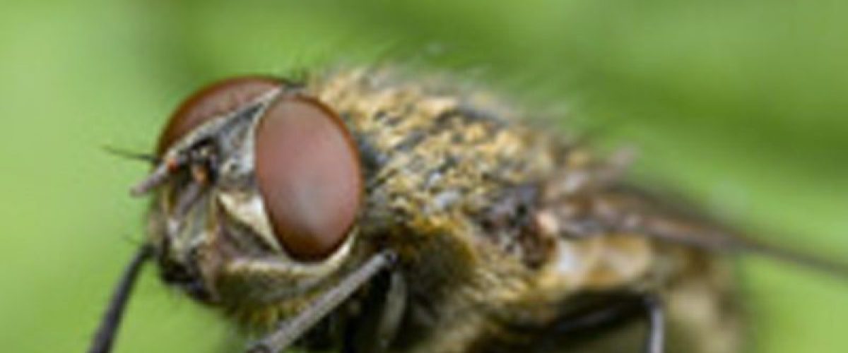 cluster flies pest control newcastle sunderland durham