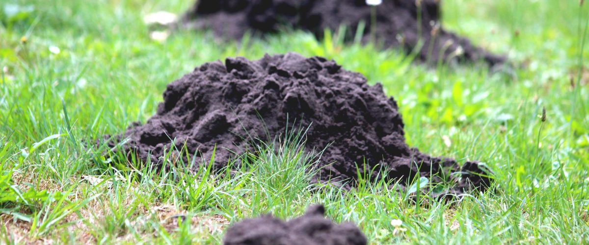 Mole Catcher in Newcastle - mole hills