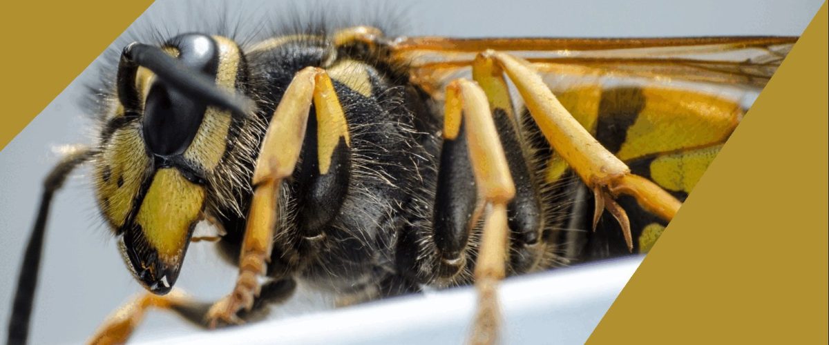 wasp nest removal in Newcastle and Sunderland